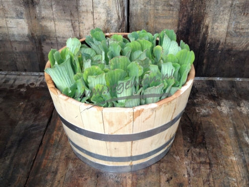 Plant Container Wooden Chestnut Half Barrel - 150 Liters