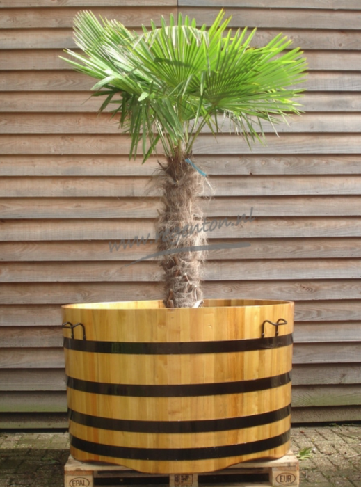 Plant Container Robinia - Lacquered, 80 x 130 cm