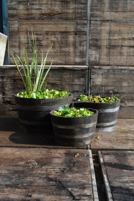 Plant Container Wooden Chestnut Set of 3 - Black