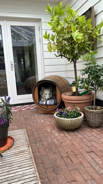 Oak Barrel Dog House Tuscany